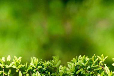 Çalı yapraklı tasarım için arka plan. Doğa arka planı. Yeşilliği olan güzel bir arkaplan. Kusursuz bayrak sınırı..