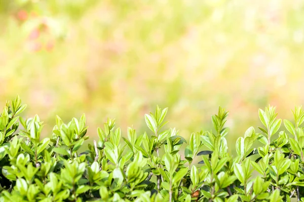 Весна Лето Абстрактный Сезон Фон Природы Травой Bokeh Огни Shrub — стоковое фото