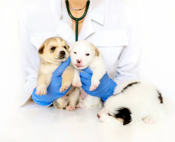 Lindo Cachorro Las Manos Veterinario Tres Cachorros Blancos Manchados Esponjosos — Foto de Stock
