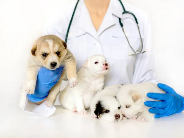 Cute puppy on hands at a vet. Four fluffy spotted white puppies.Care for a pet. Little red dog on white background.