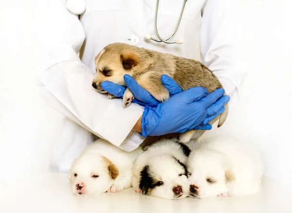 Cute puppy on hands at a vet. Four fluffy spotted white puppies.Care for a pet. Little red dog on white background.