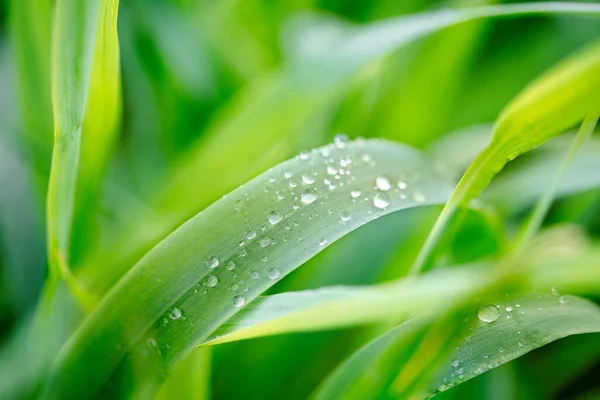 水滴在绿草上 春晨露滴在新鲜的绿叶上 柔和的颜色 选择性聚焦 模糊和绿色背景 纯度和新鲜感概念 替代疗法和药物 — 图库照片