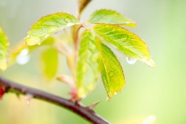 Güzel bahar yaz doğası. Sabah yağmurundan sonra taze yeşillikler. Su yapraklara damlıyor. Yeşil arka plan, bulanık bokeh. Art, makroyu kapat. Parlak ışık. Gökkuşağı renkleri