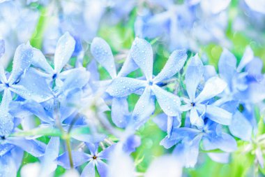 pembe çiçek arkaplanı. Mavi yaz kartı. Şefkat ve gençlik kavramı