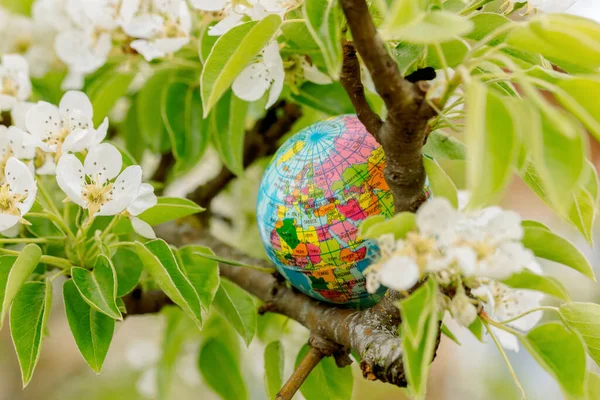 Globe in a flowering tree. Sakura or apple tree flowers. Save the nature. Enviroment. April 22 earth day theme.Summer day, concept of ecology and saving the planet