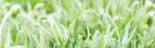 草の中のガラス球 環境に配慮した緑の惑星 環境です 地球の日のテーマ — ストック写真