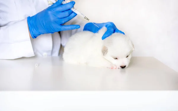 Cute puppy at the reception at the vet, vaccination in the clinic. The doctor's consultation.