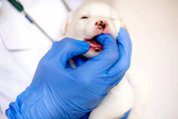 Thorough checkup. Closeup of a professional vet examining teeth of a puppy.Cute white puppy, dog teeth examination, vet doctor and pet. healthcare medicine. vet clinic pets