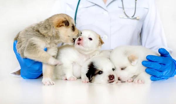 Long banner Four cute puppies in the arms of a vet doctor. examined in the clinic, vaccine and prevention.Newborn domestic pet.