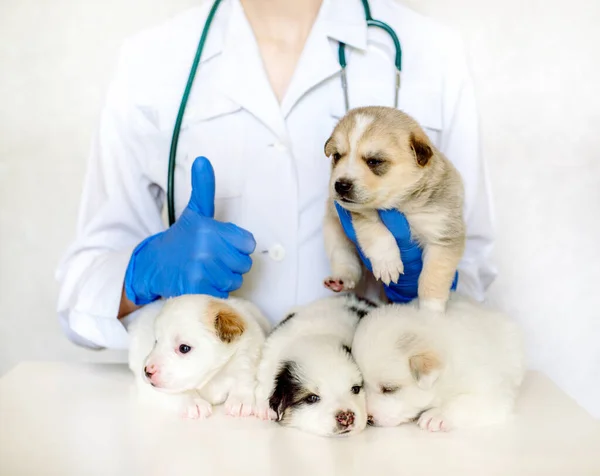 Vierkant Vier Schattige Puppies Armen Van Een Dierenarts Onderzocht Kliniek — Stockfoto