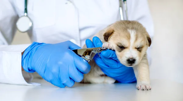 Lang Spandoek Leuke Puppy Bij Dokter Verzorging Van Hond Verzorgingssalon — Stockfoto