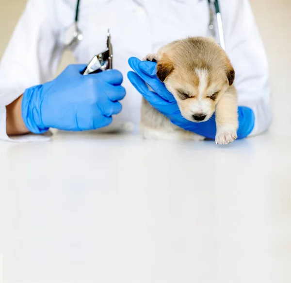 Cute puppy at the doctor. care of dog in grooming salon. Professional animal groomer specialist cuts dogs nails with clipper scissors in vet clinic.veterinarian cabinet.Square size, copy space