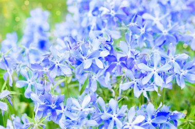 Güzel mavi çiçek arka planı. Yaz doğası. Tarla bitkileri Güzel mor kartpostal