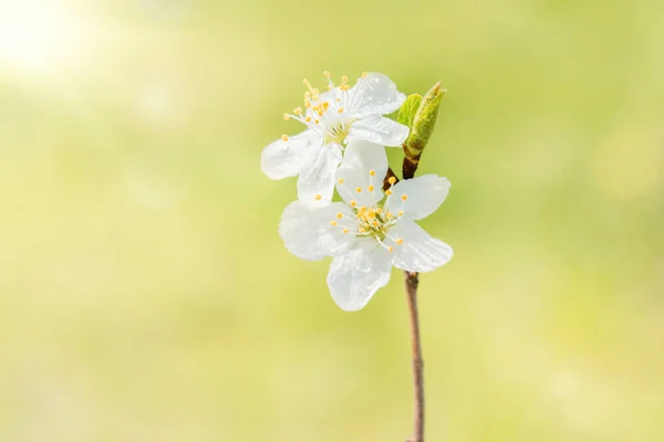 Kwitnąca Wiśnia Dwa Białe Kwiaty Niewyraźne Zielone Tło Bokeh Piękna — Zdjęcie stockowe