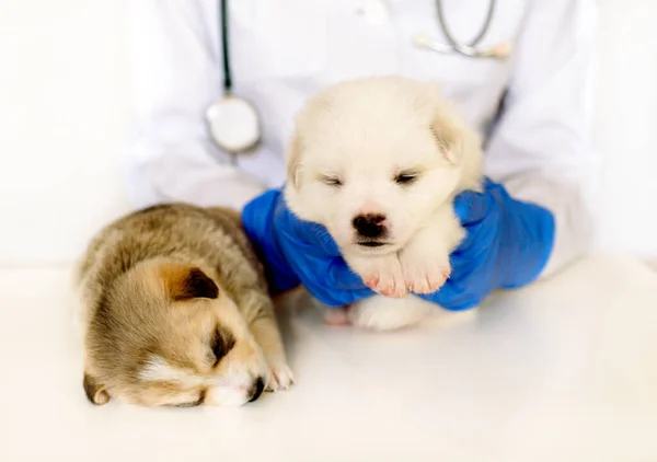 Leuke Puppy Handen Bij Een Dierenarts Twee Pluizige Gevlekte Witte — Stockfoto