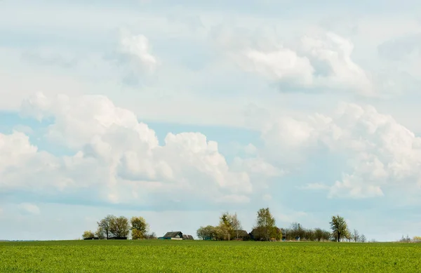 Horizon.Green field with Beautiful juicy young spring summer green grass. Wheat field.Blue sky with clouds and a village in distance, wooden house