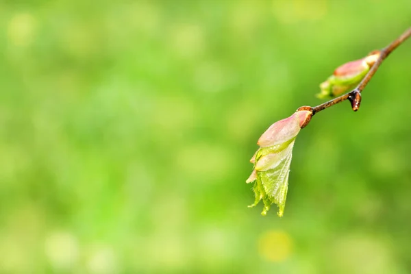 Young Spring Bud Branch Background Blue Sky Beautiful Card Blurred — Stock Photo, Image