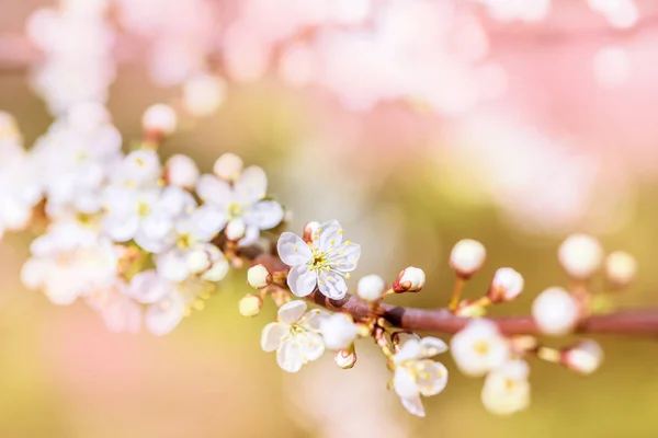 Biała Kwitnąca Wiśnia Różowe Rozmyte Tło Bokeh Piękna Przyroda Kwiaty — Zdjęcie stockowe