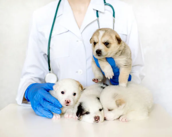 Vier Slapende Puppy Bank Van Dierenarts Heerlijke Huisdieren Kliniek Verzorging — Stockfoto