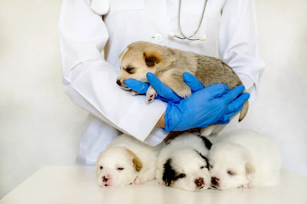 Four Sleepy puppies on vet\'s couch.Lovely pets in the clinic. care and examination by a doctor. Cur. Mongrel Dog Day.