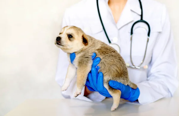 Улыбающийся Ветеринар Осматривает Симпатичную Собаку Медицинском Учреждении Руки Молодого Специалиста — стоковое фото