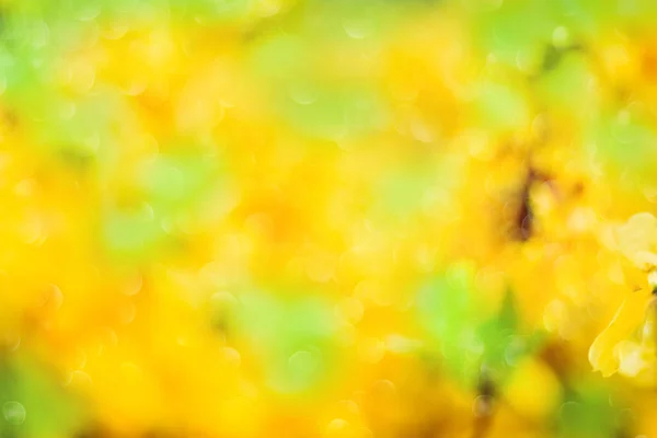 노란색의 텍스처에서 흐릿하게 보이는 노란색 녹색의 — 스톡 사진