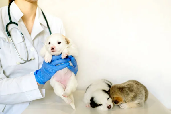 Schattige Drie Puppy Honden Armen Van Veterinaire Zorgverlener Klaar Voor — Stockfoto