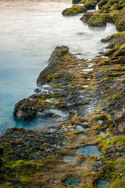 Мосс растет на морской скале — стоковое фото