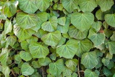 Ağacın kabuğu sarmaşıkla kaplı