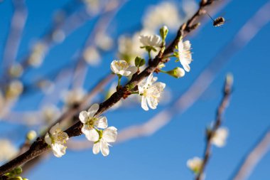 Hasarlı bambudan yapılmış hasır bir çit dokusu.