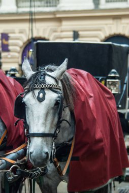 Viyana, Avusturya 'da atlar ve geleneksel Fiaker vagonu.