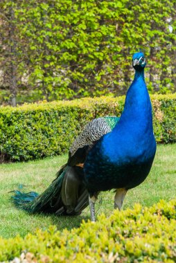 Çimlerin üzerinde güzel bir tavus kuşu