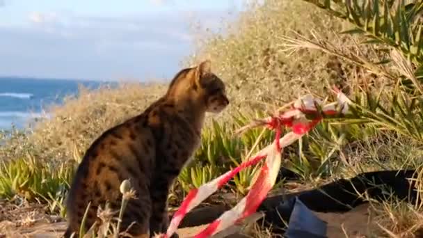 Tabby Gato Sem Teto Abre Boca Bush Litoral Dia Ventoso — Vídeo de Stock