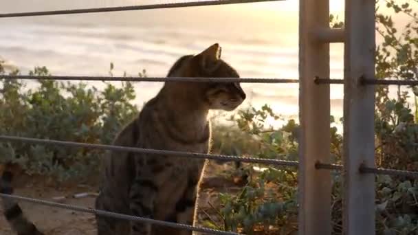 Tabby Γάτα Τινάζεται Μακριά Λόγω Του Αμμώδους Ανέμου — Αρχείο Βίντεο