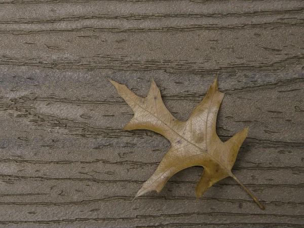 ใบไม้ร่วง SA060241 — ภาพถ่ายสต็อก