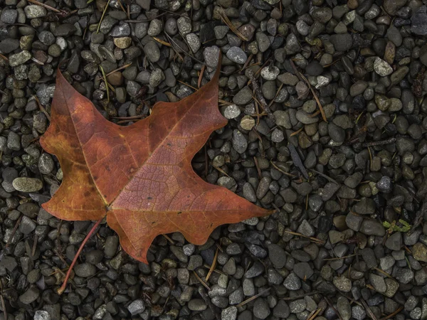 Fall Leaves SA060262 — Stock fotografie