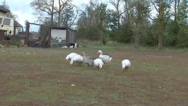 Les Oies Dans Village Marchent Sur Herbe Oiseaux Domestiques Leur — Video