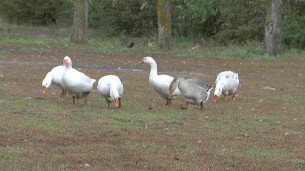 Geese Στο Χωριό Πόδια Στο Γρασίδι Οικόσιτα Πτηνά Και Εκτροφή — Αρχείο Βίντεο