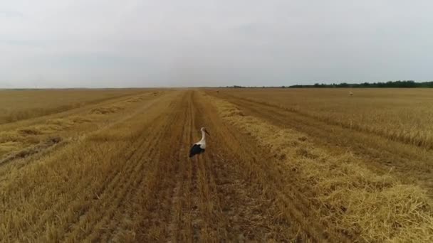 Luchtfoto Enquête Wandelen Door Een Tarweveld Stork — Stockvideo