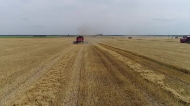 Luftaufnahme Erntemaschine Entfernt Weizen — Stockvideo