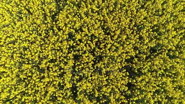 Aerial Survey Top View Rapeseed Field — Stock Video