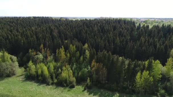 Ormanın Üzerinde Uçan Hava Anket — Stok video