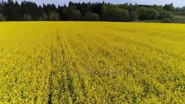 kolza tohumu alan üzerinde uçan hava anket