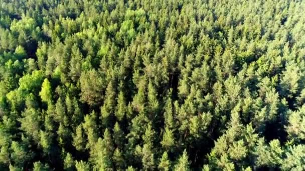 Luftaufnahme Die Über Die Bäume Fliegt — Stockvideo