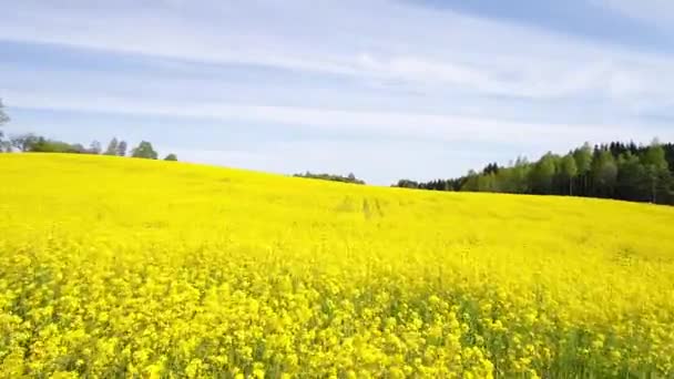 aérien, survolant le champ jaune de colza 
