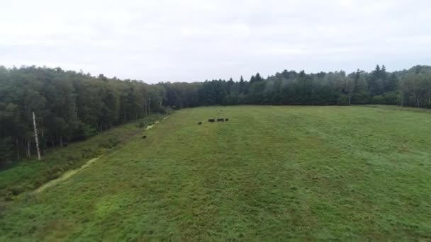 Flyger Över Flock Bison — Stockvideo