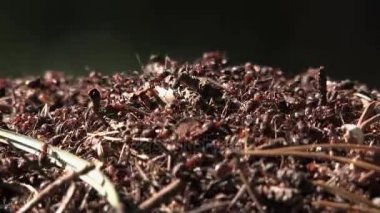 karınca yuvası ve karıncalar, karıncalar güdük çevrilmişti ve içi boş