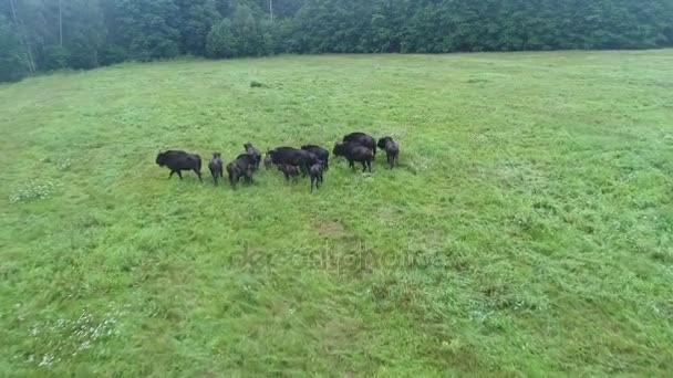 Volando Sobre Una Manada Bisontes — Vídeo de stock