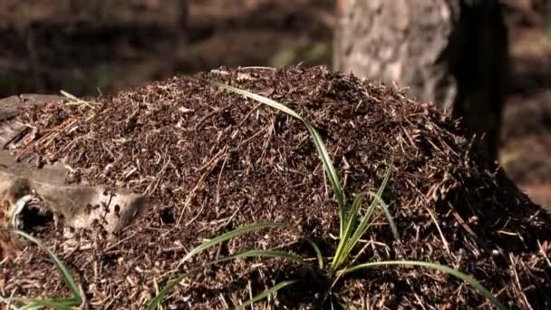 Ameisenhaufen Und Ameisen Die Ameisen Schwärmten Den Baumstumpf Und Leben — Stockvideo