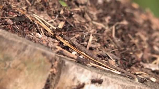 Ameisenhaufen Und Ameisen Die Ameisen Schwärmten Den Baumstumpf Und Leben — Stockvideo
